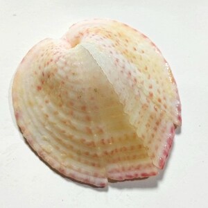 Puede incluir: Una concha bivalva única con estructura en forma de abanico, que presenta una base de color blanco crema decorada con patrones radiales de pequeñas y distintivas manchas de color rosa rojizo que siguen las crestas de la superficie.