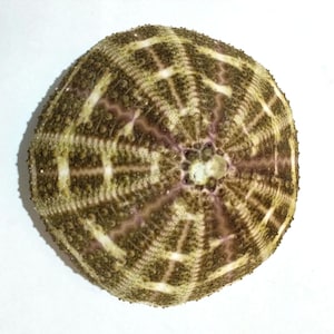 May include: A circular sea urchin test featuring a radial pattern of brown and tan segments. The surface is textured with small, raised bumps arranged in distinct lines that radiate from the center toward the outer edge of the shell.