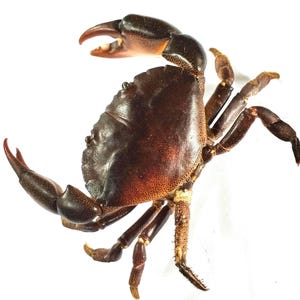 Può includere: Un granchio marrone scuro con un carapace liscio e arrotondato e due chele prominenti. Il granchio ha diverse zampe articolate che si estendono dal corpo, con una superficie ruvida e maculata sul carapace e sugli arti, su sfondo bianco.