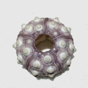 May include: A hollow sea urchin test with a spherical shape and a central opening. The shell features a textured surface with a light purple hue, accented by numerous raised, white, circular tubercles arranged in a radial, symmetrical pattern.