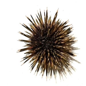 May include: A sea urchin with a spherical central body covered in numerous long, sharp, radiating spines. The spines exhibit a gradient of colors, transitioning from dark brown and black at the base to lighter, translucent, off-white tips.