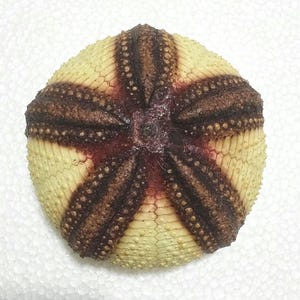 Puede incluir: Un esqueleto de erizo de mar con un patrón radial de cinco bandas texturizadas de color marrón oscuro que irradian desde el centro. Los segmentos entre estas bandas son de un color amarillo crema pálido con una fina textura hexagonal.