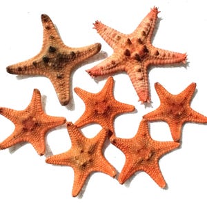 Puede incluir: Una colección de siete estrellas de mar secas dispuestas en grupo. Una estrella de mar es de color marrón oscuro con una superficie texturizada, mientras que las otras seis son de varios tonos naranja y melocotón, con cinco brazos y exterior rígido.