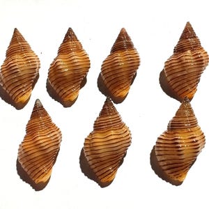 Puede incluir: Una colección de seis conchas marinas cónicas dispuestas en dos filas. Cada concha presenta un color base bronceado claro con crestas horizontales de color marrón oscuro que se extienden desde el ápice puntiagudo hasta la base.