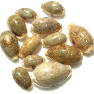 Pode incluir: Uma coleção de onze pequenas conchas de búzios lisas com acabamento brilhante. As conchas apresentam um padrão manchado de cores castanho-claro, bege e creme, com pequenas pintas brancas nas suas superfícies ovais e convexas.