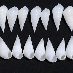 May include: A collection of twenty small, smooth, white sea shells arranged in two rows. The top row features ten shells oriented with their pointed tips facing upward, while the bottom row displays ten shells with their openings visible.
