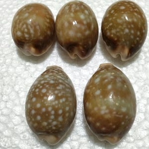May include: Five oval-shaped cowrie shells arranged in a group. Each shell features a smooth, glossy brown surface with a pattern of small, white, circular spots distributed across the exterior. The shells have a distinct longitudinal slit opening.