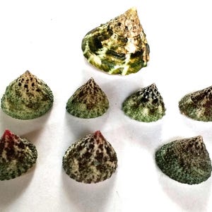 Puede incluir: Una colección de ocho conchas marinas cónicas dispuestas en filas. Cada concha presenta una superficie texturizada con un patrón moteado de tonos marrón oscuro, negro y verde apagado, que se estrecha hacia un ápice puntiagudo.