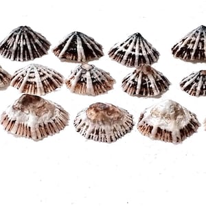 Könnte beinhalten: Eine Sammlung von siebzehn kegelförmigen Napfschneckenhäusern, die in drei Reihen angeordnet sind. Jedes Gehäuse weist eine radial gerippte Textur mit einer Farbpalette aus Dunkelbraun, Schwarz und Off-White auf. Natürliches, verwittertes Aussehen.