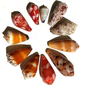 Sortierte bunte Kegelschneckenhäuser, 11er-Set, 17–37 mm, Nr. 206