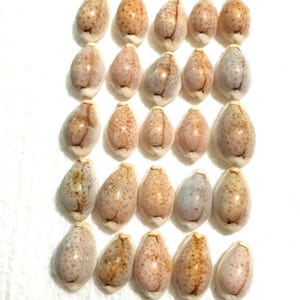 Op de afbeelding: Een verzameling van vijfentwintig kleine, gladde kauri-schelpen gerangschikt in een raster van vijf bij vijf. Elke schelp heeft een glanzend, gebroken wit tot lichtbruin oppervlak met verspreide bruine stippen en een centrale gleuf.