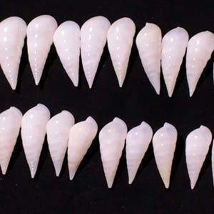 May include: A collection of twenty small, smooth, white spiral seashells arranged in two horizontal rows. Each shell features a tapered, conical shape with subtle ridges spiraling toward a pointed tip, showcasing a uniform, polished appearance.