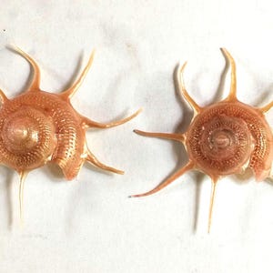 Könnte beinhalten: Zwei hellorangefarbene Spinnenmuscheln mit einer spiralförmigen Mitte und mehreren langen, spitzen, strahlenförmigen Dornen, die vom äußeren Rand ausgehen. Die Muscheln haben eine texturierte, noppige Oberfläche und ein glänzendes Aussehen.