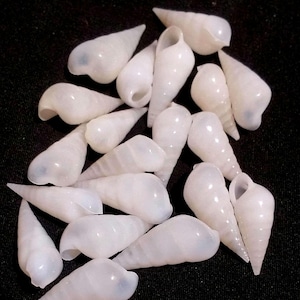 Könnte beinhalten: Eine Ansammlung kleiner, glatter, weißer Spiralschneckenhäuser mit glänzender Oberfläche. Jedes Gehäuse hat eine spitz zulaufende, längliche Form mit einer deutlichen Öffnung am breiteren Ende. Die Gehäuse sind in einer Gruppe angeordnet.