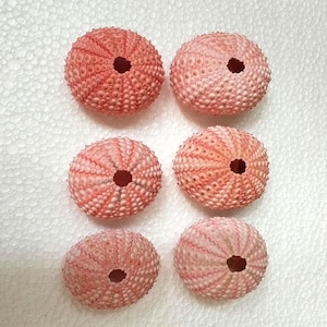 Puede incluir: Seis erizos de mar individuales dispuestos en dos columnas de tres. Cada concha esférica presenta un tono rosa pálido a coral con un patrón radial texturizado de pequeñas protuberancias y una única abertura circular en la parte superior.