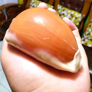 Puede incluir: Una concha marina lisa y pulida con un acabado brillante, que presenta un color naranja-marrón vibrante en la parte superior que se transforma en una base de color crema blanquecino. La concha tiene una forma alargada y redondeada.