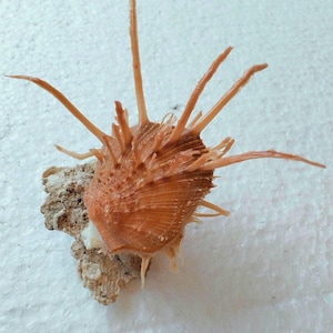Può includere: Una conchiglia arancione spinosa con numerose protuberanze lunghe, sottili e appuntite che si estendono dalla sua superficie ruvida e costolata. La conchiglia è attaccata a un piccolo pezzo irregolare e poroso di roccia calcificata color marrone chiaro.