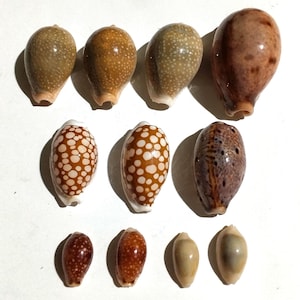 Puede incluir: Una colección de diez conchas de cauri dispuestas en tres filas. Las conchas varían en tamaño y presentan patrones distintos, incluyendo manchas marrones y bronceadas, marcas circulares blancas y superficies lisas y brillantes con degradados naturales.