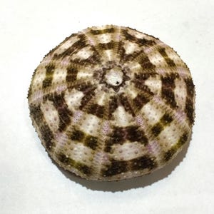 May include: A round sea urchin test featuring a radial pattern of dark brown and olive green geometric markings over a pale cream and light purple base. The surface is textured with small, evenly spaced bumps radiating from the center point.