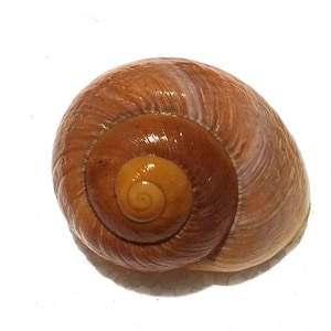 May include: A smooth, rounded snail shell featuring a spiral pattern that transitions from a light golden-yellow centre to a deeper, warm reddish-brown hue towards the outer edge, with a glossy finish and visible fine growth lines across the surface.