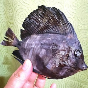 以下が含まれることがあります： 濃い茶色から黒色をした、乾燥・保存された魚の標本。魚には、目に見える垂直の筋が入った、高く目立つ扇形の背びれ、尖った鼻先、そして小さくはっきりとした目がある。体は平らで楕円形をしている。