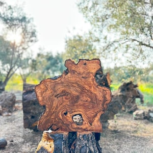 May include: A cross-section of an olive wood log featuring a natural, irregular edge and a prominent, swirling grain pattern in shades of brown and tan. The wood slice displays a small, textured knot near the bottom centre, showcasing the organic, raw surface of the timber.