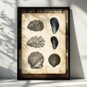 Könnte beinhalten: Ein gerahmter Kunstdruck auf gealtertem, vergilbtem Papier mit sechs detaillierten Illustrationen verschiedener Muscheln und Mollusken. Die Exemplare sind in zwei Spalten angeordnet und mit Text beschriftet, darunter No. 1, No. 2, No. 3 und No. 6.