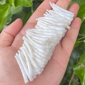 May include: A collection of numerous small, translucent white, curved tubular shell beads. Each bead features a smooth, slightly iridescent surface with a hollow center, arranged in a dense cluster to showcase their uniform shape and size.