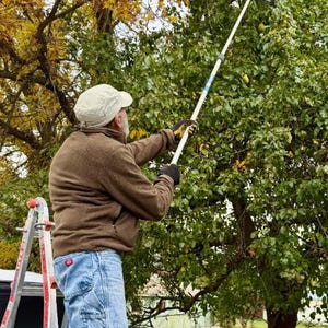 Puede incluir: Una pértiga telescópica blanca de largo alcance con una cesta de malla negra en el extremo, utilizada para alcanzar peras amarillas en un árbol. La herramienta cuenta con un mango resistente y un mecanismo de extensión ajustable.