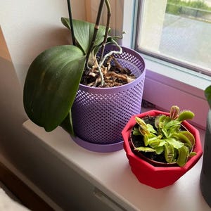 May include: A green orchid plant with long leaves and a black support stake housed in a purple cylindrical pot with a lattice pattern, positioned next to a small Venus flytrap plant in a bright red, faceted, geometric-shaped plastic pot.