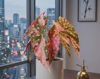 Talee vive di Begonia Maculata Pink Splice Variegata, pianta d'appartamento rara (certificato fitosanitario)