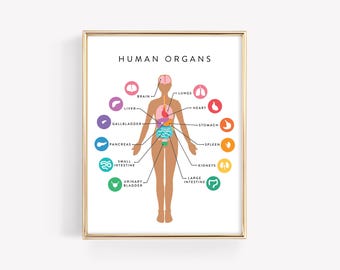 Human Anatomy Education Printable · Organs Body Diagram · Homeschool Learning Montessori Materials · Classroom Art Download · DIGITAL FILE