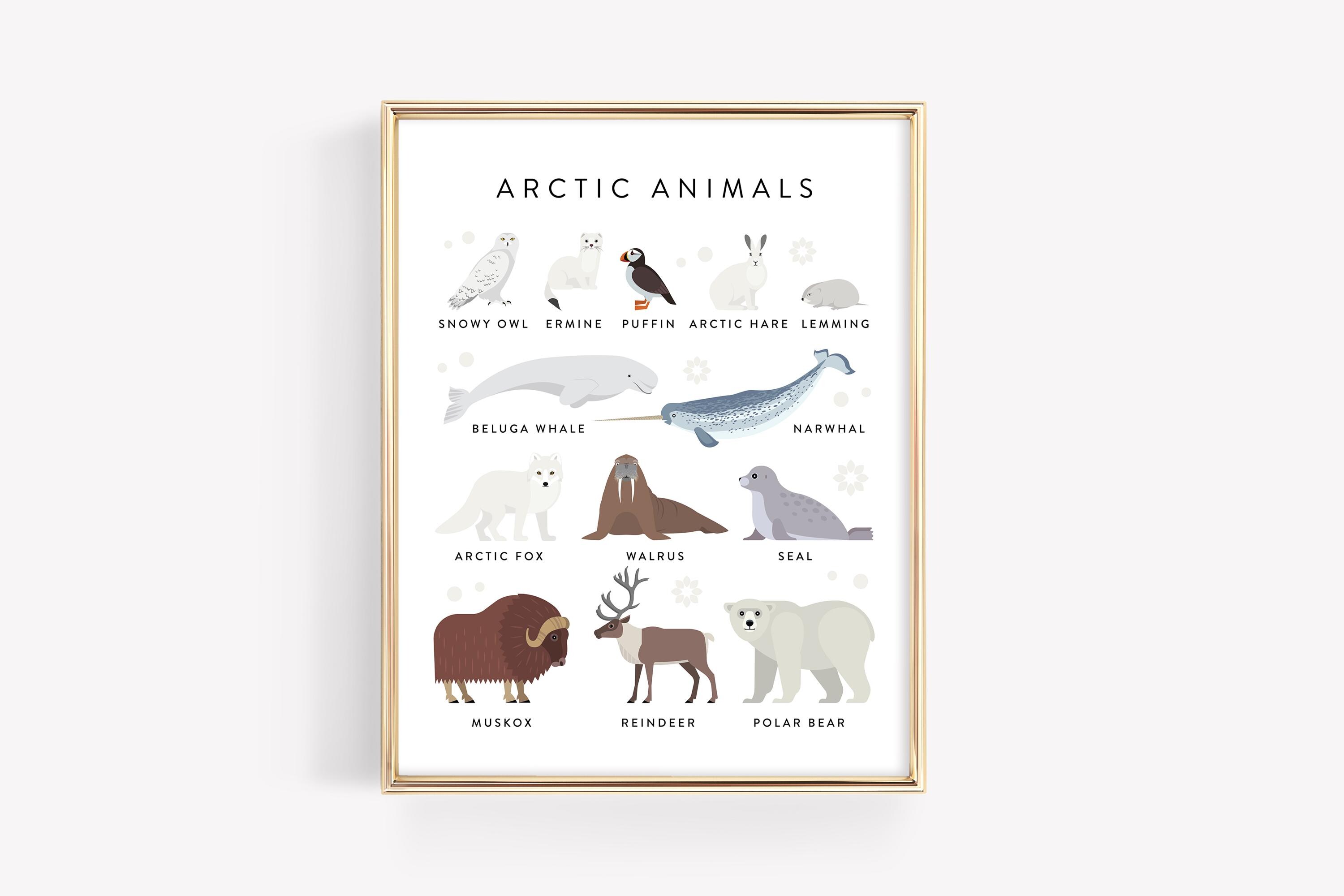 Arctic Tundra Animals Education Printable · Homeschool Learning