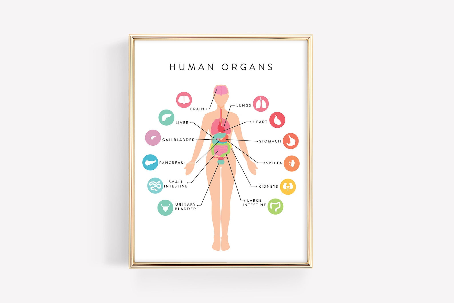 Human Anatomy Education Printable · Organs Body Diagram · Homeschool ...