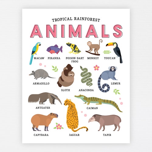 Tropical Rainforest Animals Education Printable Homeschool - Etsy UK Tropical Rainforest Animals Education Printable Homeschool - Etsy UK