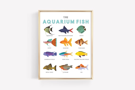 Aquarium Fish Education Printable Homeschool Learning Montessori