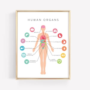 Utskriftbar utbildning om mänsklig anatomi · Organ, kroppsdiagram · Montessorimaterial för hemundervisning · Nedladdning av klassrumskonst · DIGITAL FIL
