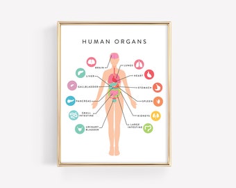 Human Anatomy Education Printable · Organs Body Diagram · Homeschool Learning Montessori Materials · Classroom Art Download · DIGITAL FILE
