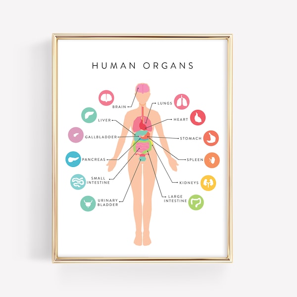 Human Anatomy Education Printable · Organs Body Diagram · Homeschool Learning Montessori Materials · Classroom Art Download · DIGITAL FILE