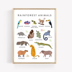Tropical Rainforest Animals Education Printable · Homeschool Learning Montessori · Jaguar Sloth Monkey Lemur Toucan Classroom · DIGITAL FILE