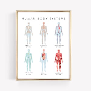 Formazione sui sistemi del corpo umano stampabile · Materiali Montessori per l'apprendimento a casa · Arte murale per l'aula · Download di anatomia per bambini · FILE DIGITALE