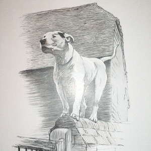 May include: A black and white pencil drawing of a white bull terrier standing on a wall. The dog is looking to the left and has its mouth slightly open. The drawing is signed "Cecil Aldin" in the bottom right corner and titled "Cracker on the Wall" in the bottom center.