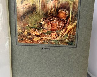 Authentieke houtsnip-prent uit 1923 | Gesigneerd antiek vogelkunstwerk van Roland Green | Kleurrijke vintage natuurillustratie | Verzamelobject