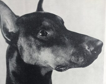 DOHERMANN PINSCHER German dog Vintage 1935 show dog print bookplate dogs collectors gift, birthday, anniversary, Thank you gift