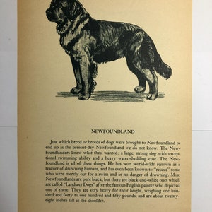 Op de afbeelding: Een zwart-witte illustratie van een Newfoundland-hond. De hond staat op alle vier poten en kijkt naar links. De tekst "NEWFOUNDLAND" staat onder de afbeelding. De tekst onder de afbeelding luidt: "Welke ras of rassen van honden naar Newfoundland werden gebracht om de huidige Newfoundland te worden, weten we niet. De Newfoundland-bewoners wisten wat ze wilden: een grote, sterke hond met uitzonderlijke zwemvaardigheid en een dikke, waterafstotende vacht. De Newfoundland is al deze dingen. Hij heeft wereldwijde bekendheid verworven als redder van verdrinkende mensen, en is zelfs bekend om mensen te "redden" die gewoon aan het zwemmen waren en niet in gevaar waren om te verdrinken. De meeste Newfoundlands zijn puur zwart, maar er zijn ook zwart-witte, die "Landseer-honden" worden genoemd, naar de beroemde Engelse schilder die er een van afbeeldde. Ze zijn erg zwaar voor hun lengte, wegen tussen honderdveertig en honderdvijftig pond en zijn ongeveer achtentwintig inch hoog bij de schouder."
