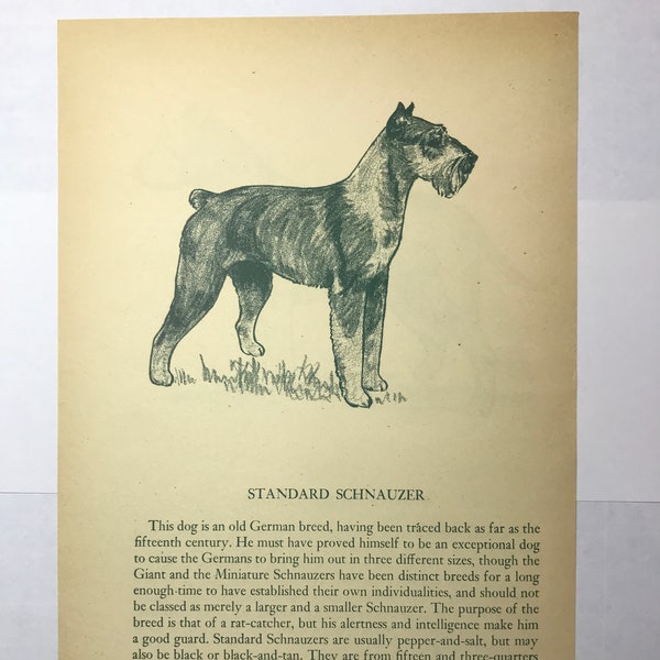 1945 Standard SCHNAUZER STAFFORDSHIRE TERRIER Staffie Vintage Felice Worden dog plate print Christmas Birthday American Kennel club breeds