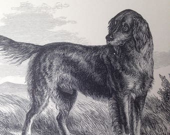 TAN SETTER dog ANTIQUE lithograph illustration Dog Print 1886 London Stonehenge J H Walsh Christmas Thanksgiving Birthday dog lover gift