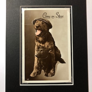 1930s Vintage humorístico divertido wolfhound scottie scottish terrier perro postal montado Real fotografía regalo Acción de Gracias Navidad cumpleaños