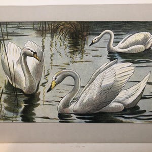 ANTIQUE 1907 Cygne domestique, cygne sauvage, impression signée du cygne de Bewick chromolithographie P Mahler artiste allemand objet de collection cadeau d&#39;anniversaire