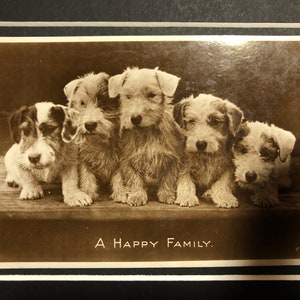 1930er Jahre Vintage Wire Haired Sealyham Terrier Hund Postkarte montiert Echtfotografie Geschenk A Happy Familie Geburtstag Weihnachten Sammlergeschenk